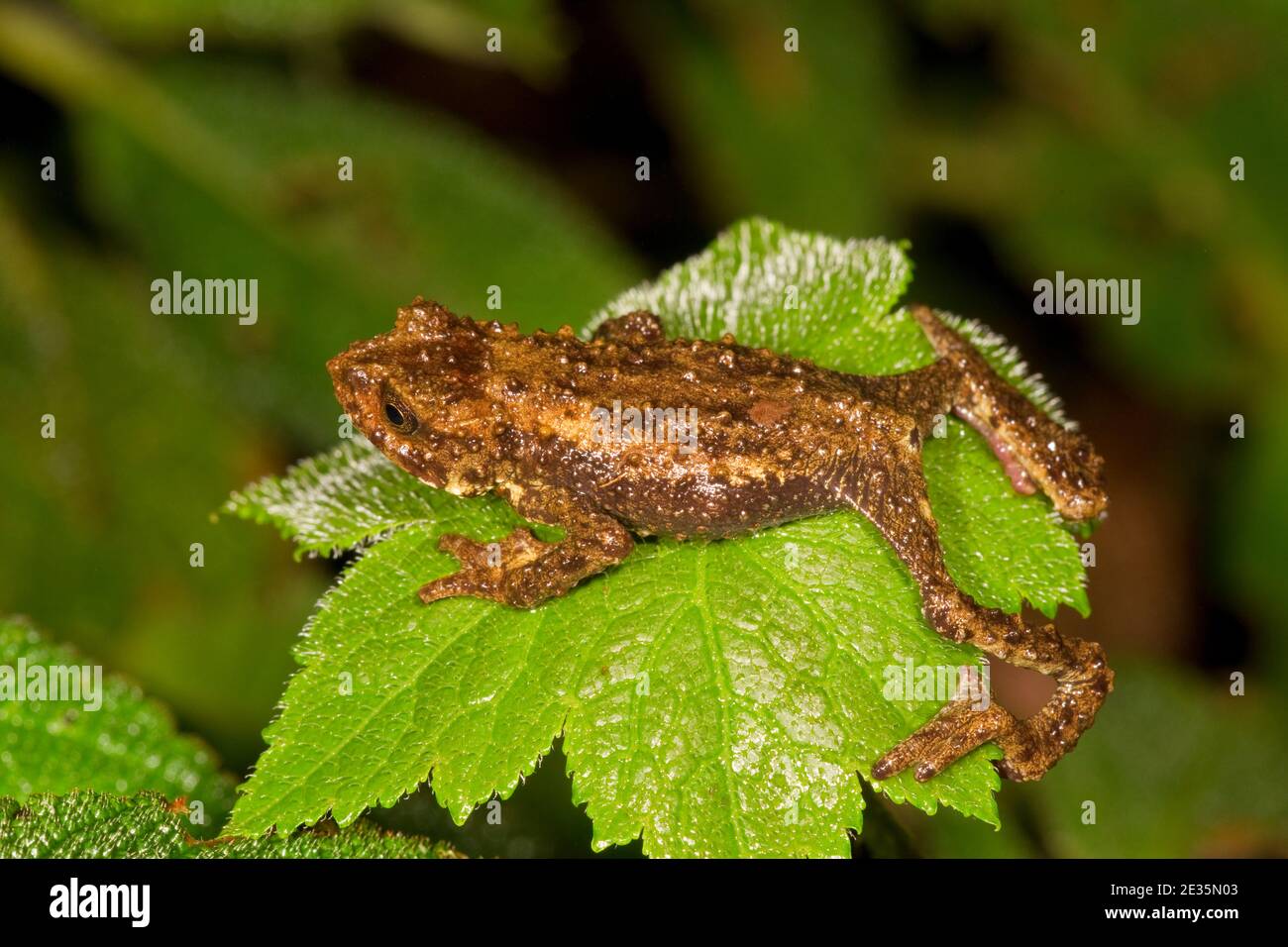 Guacamayo Plump Toad female, Osornophryne guacamayo, Bufonidae. Stock Photo