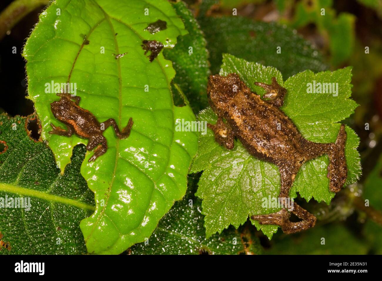 Guacamayo Plump Toad male and female, Osornophryne guacamayo, Bufonidae. Stock Photo