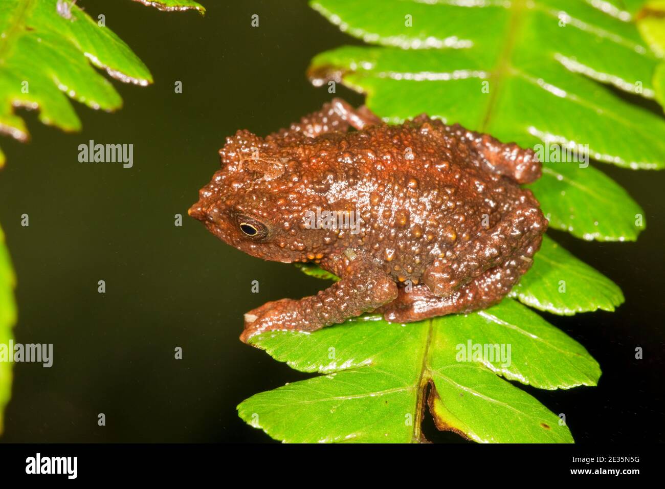 Guacamayo Plump Toad female, Osornophryne guacamayo, Bufonidae. Stock Photo