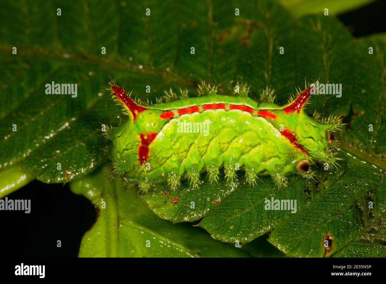 Unidentified Slug Moth larva, Limacodidae. Stock Photo
