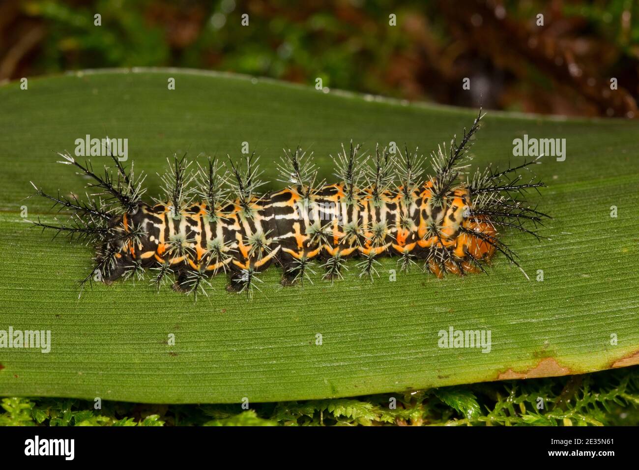 Unidentified Silk Moth larva, Pseudautomeris sp., Saturniidae. Stock Photo