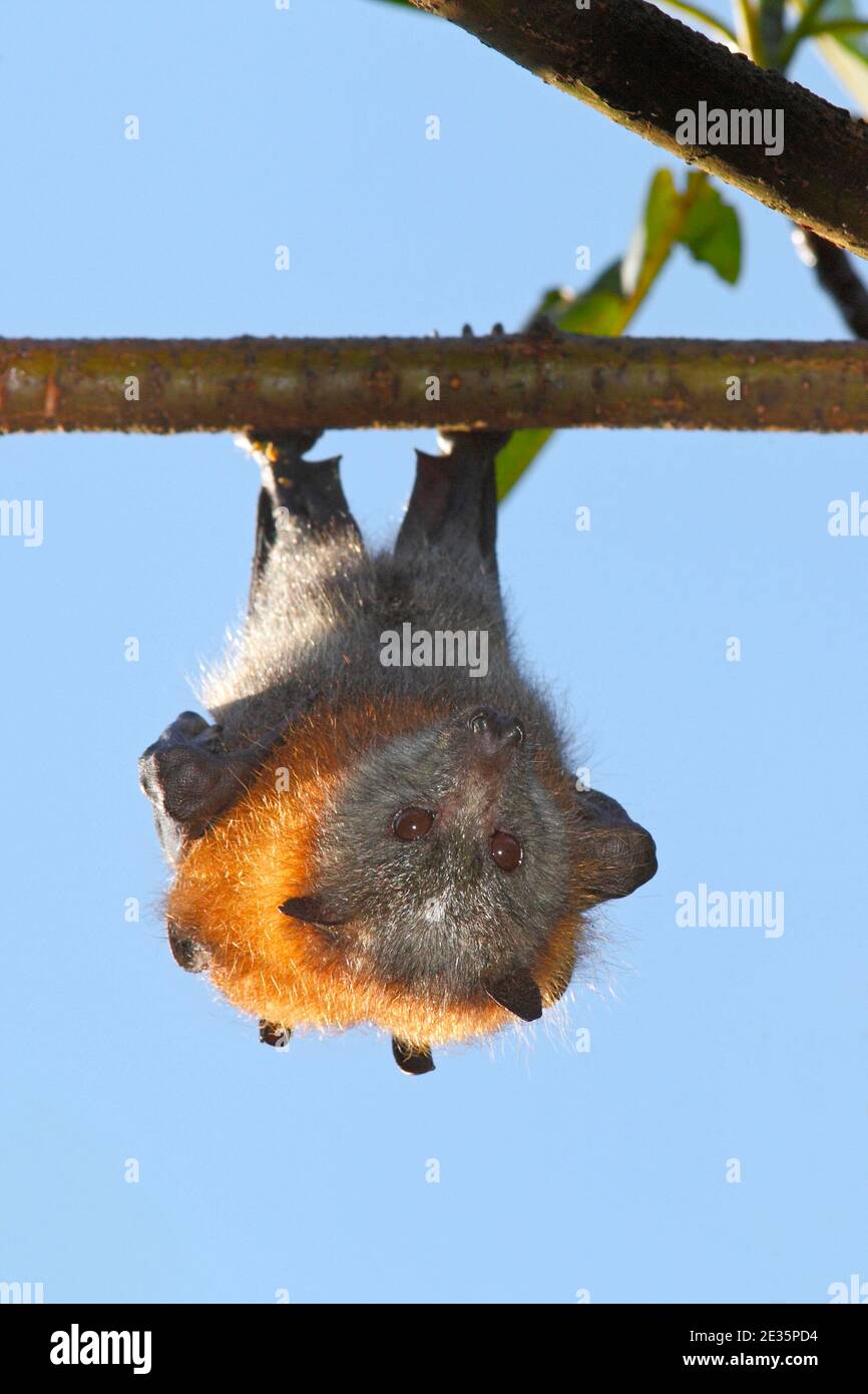 Grey Headed Flying Fox, Pteropus poliocephalus.Hanging from a branch. Vulnerable species. See below Stock Photo