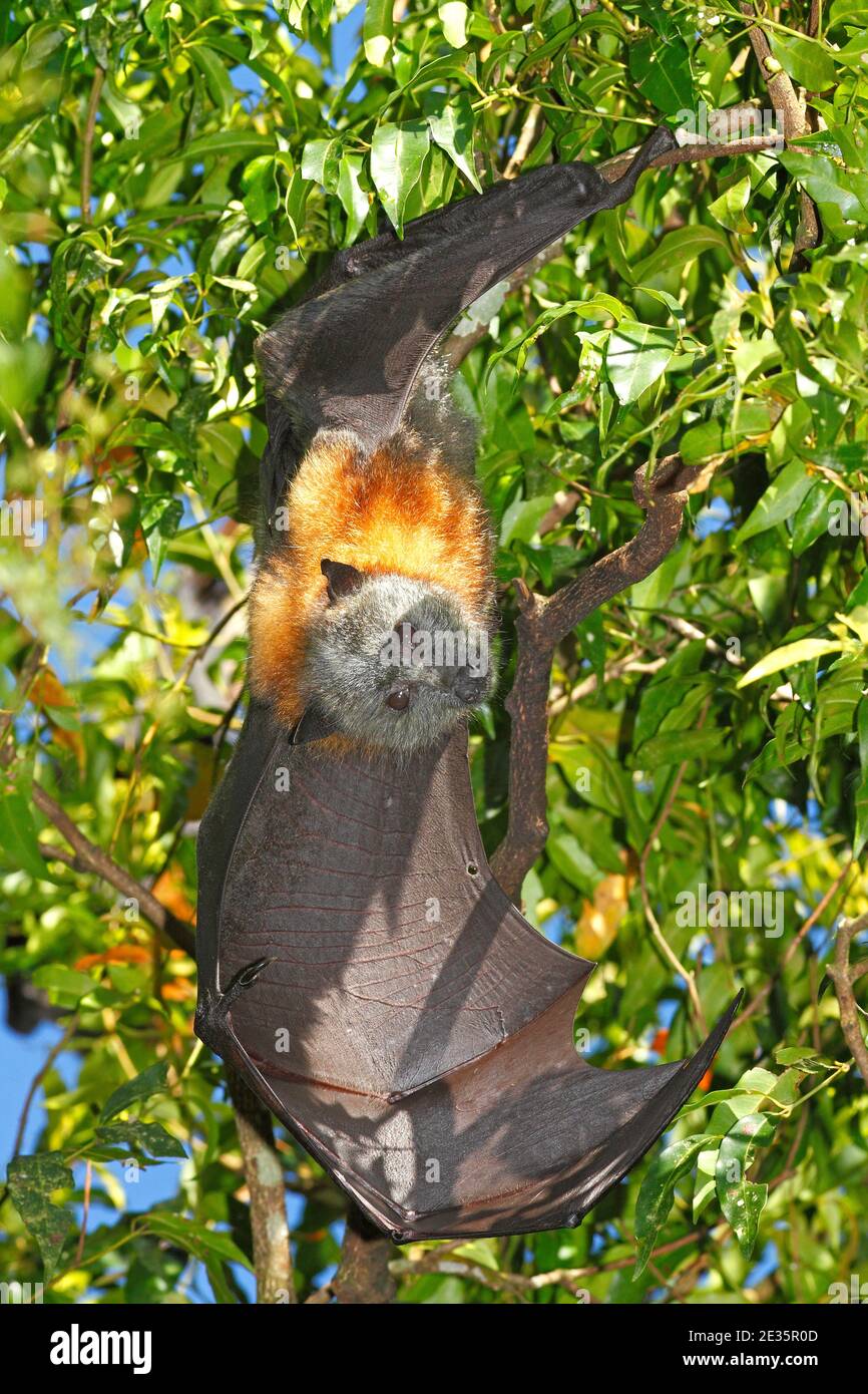 Grey Headed Flying Fox, Pteropus poliocephalus, with wing open. Hanging from a branch. Vulnerable species. See below Stock Photo