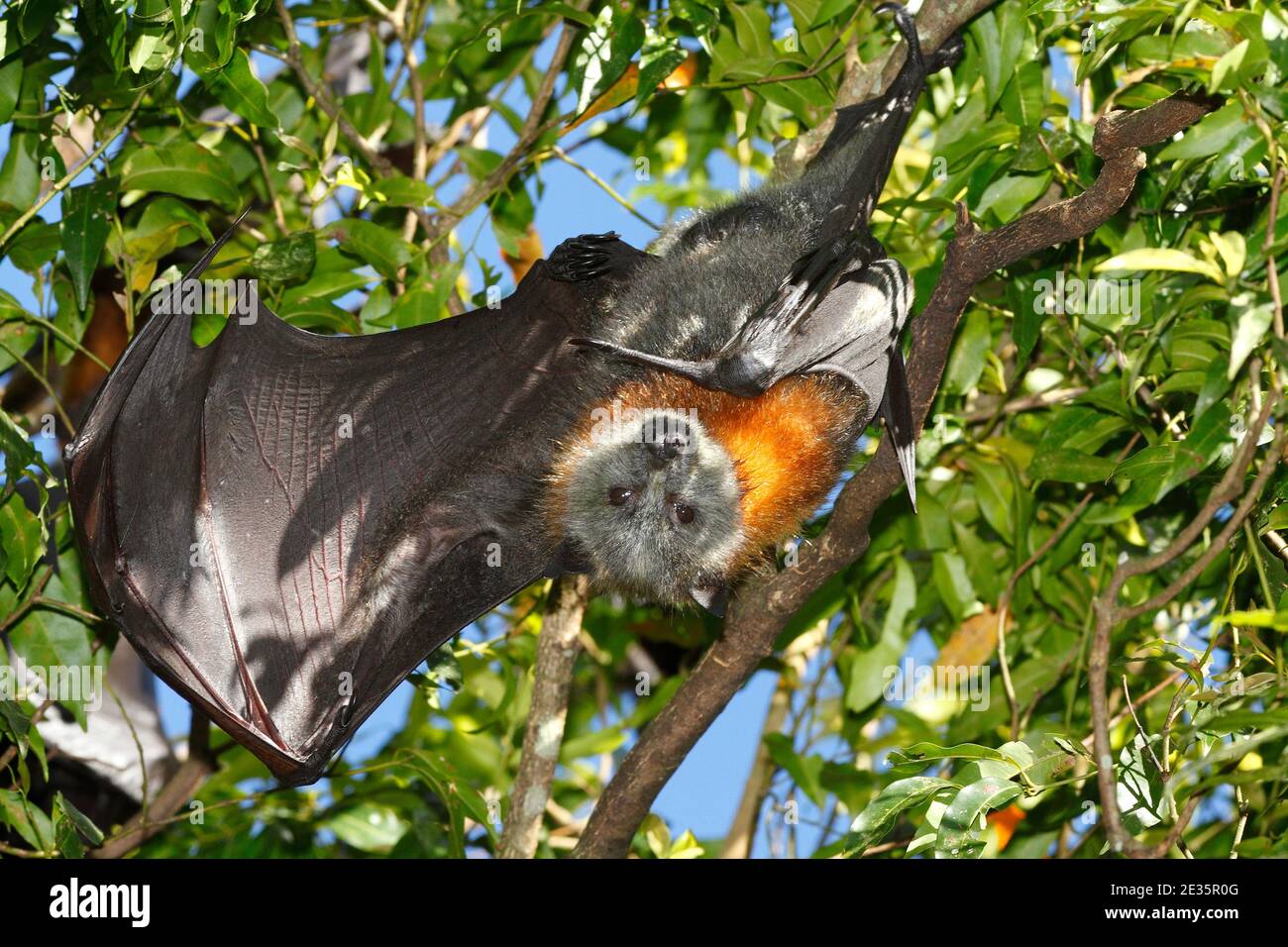 Grey Headed Flying Fox, Pteropus poliocephalus, with wing open. Hanging from a branch. Vulnerable species. See below Stock Photo