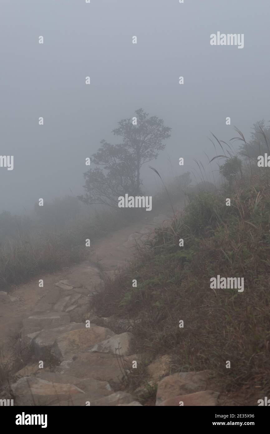 In the fog of Lantau Island, winter reveals a haunting beauty, as trees stand shrouded in mystery, inviting serene contemplation along misty trails Stock Photo