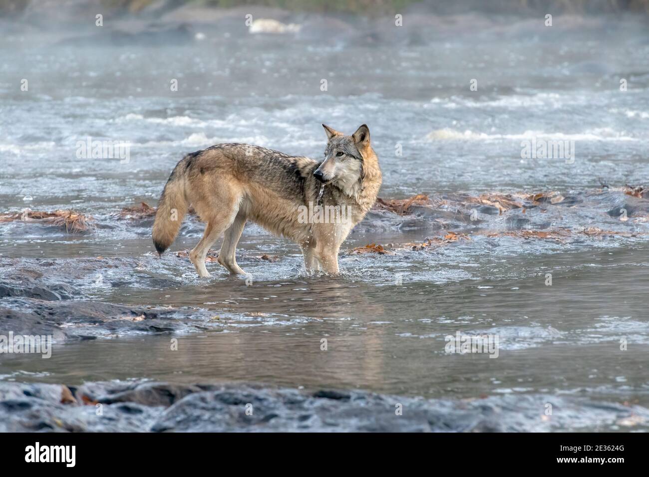 Grey Wolf Drinking from a Misty River Stock Photo