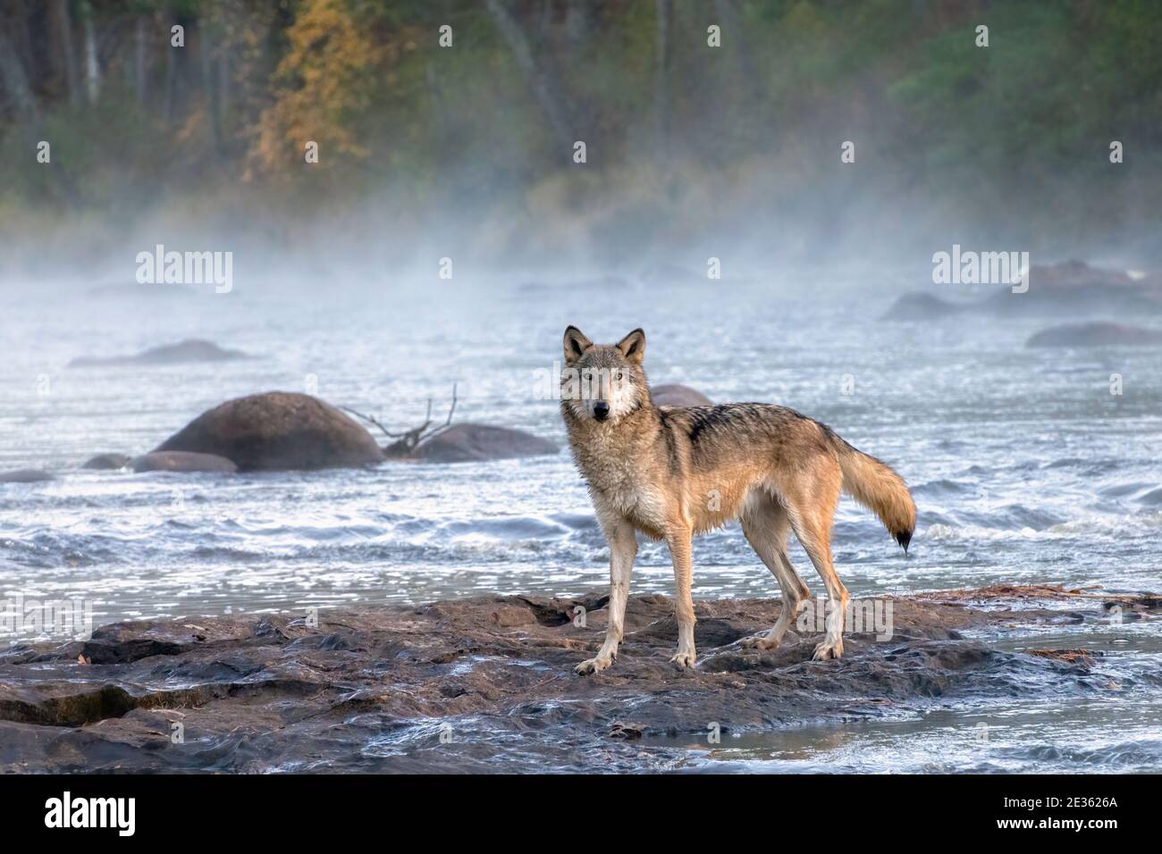 Grey wolf timber wolf hi-res stock photography and images - Alamy