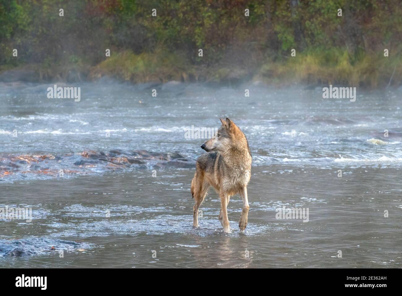Grey Wolf crossing a Misty River at Dawn Stock Photo - Alamy