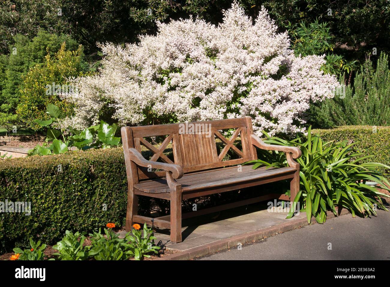 Sydney Australia, wooden garden seat in garden with flowering tetradenia riparia or misty plume bush Stock Photo