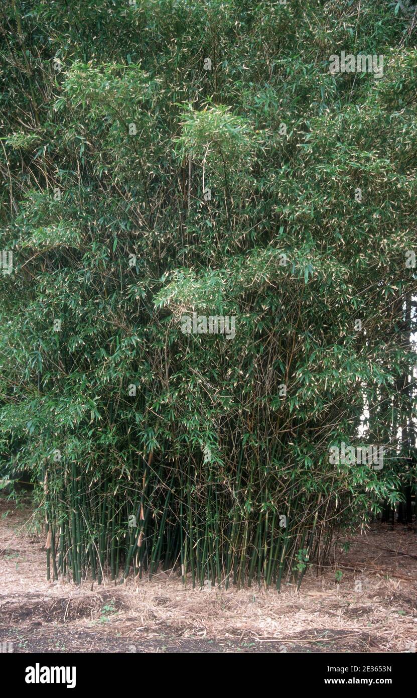 CLUMP OF BAMBOO GROWING. BAMBOOS INCLUDES SOME OF THE FASTEST GROWING PLANTS IN THE WORLD Stock