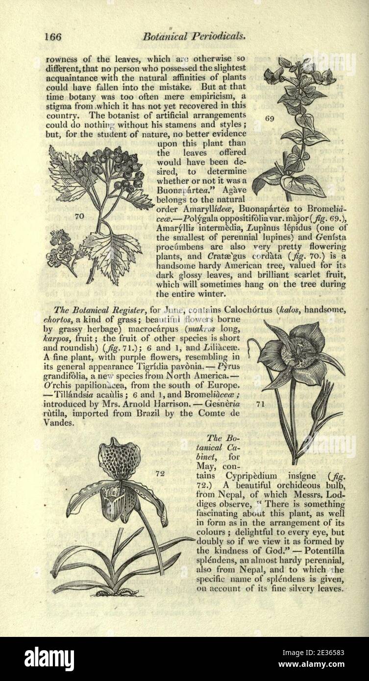 Magazine of natural history and journal of zoology, botany, mineralogy, geology and meteorology (Page 166) Stock Photo