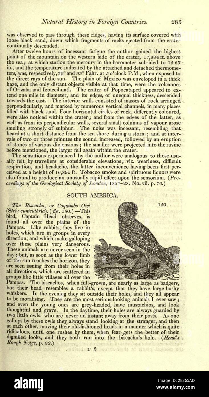 Magazine of natural history and journal of zoology, botany, mineralogy, geology and meteorology (Page 285) Stock Photo
