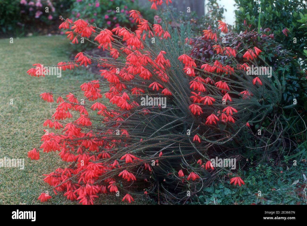 ERICA CERINTHOIDES IS A SPECIES OF HEATH NATIVE TO SOUTH AFRICA. Stock Photo