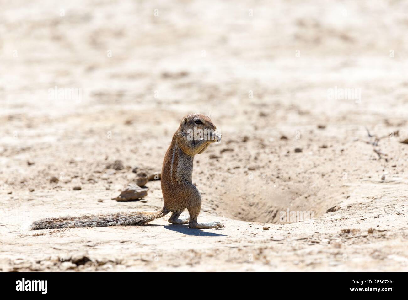Cape ground squirrel or South African ground squirrel(Xerus inauris) on its own standing up next to its burrow with its paws at its mouth in Kgalagadi Stock Photo