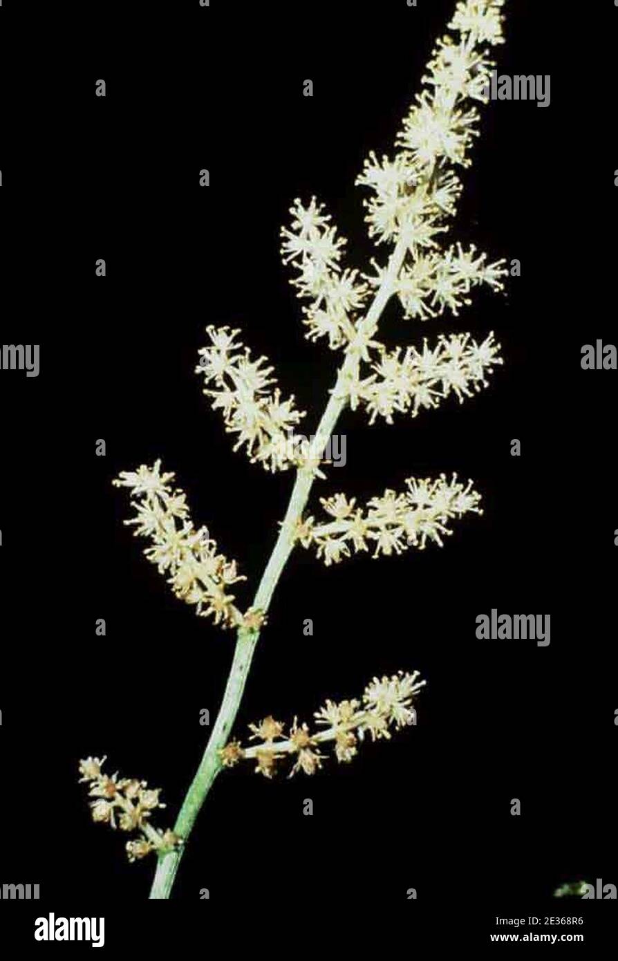 Maianthemum racemosum racemosum. Stock Photo
