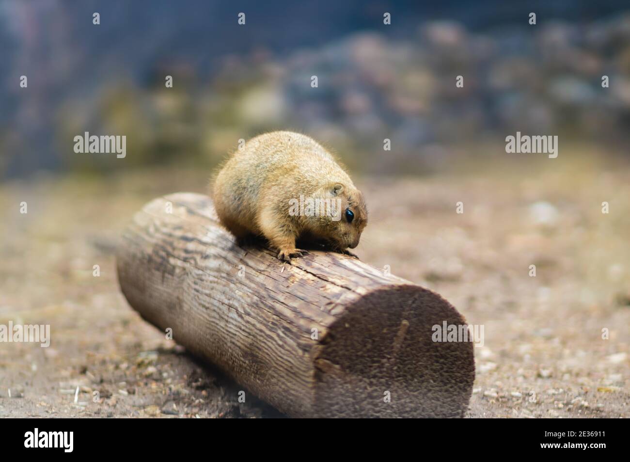 Black-tailed prairie dog stands on a tree trunk, blurred background Stock Photo