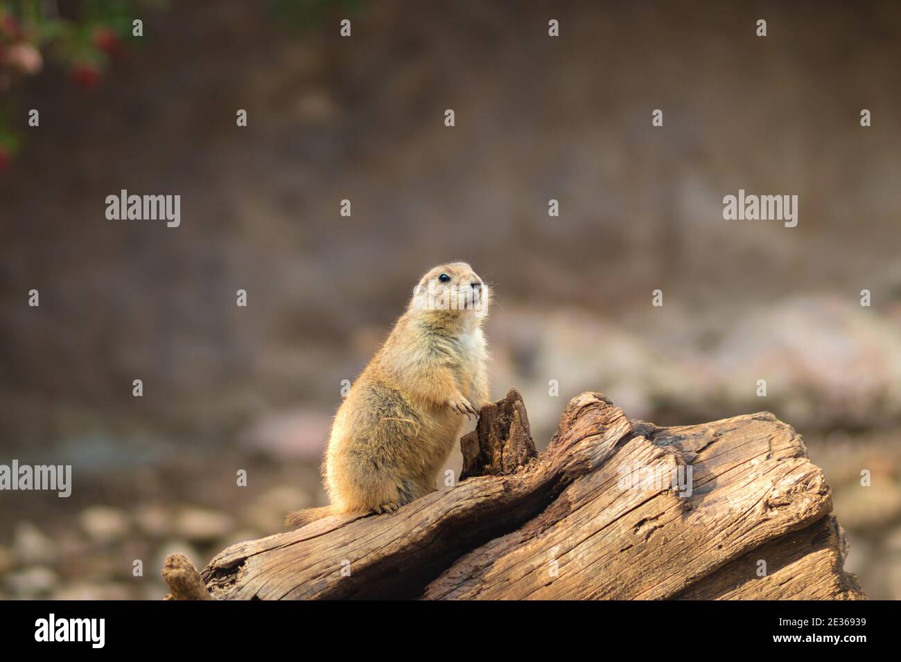 Black-tailed prairie dog stands on a tree trunk, blurred background Stock Photo