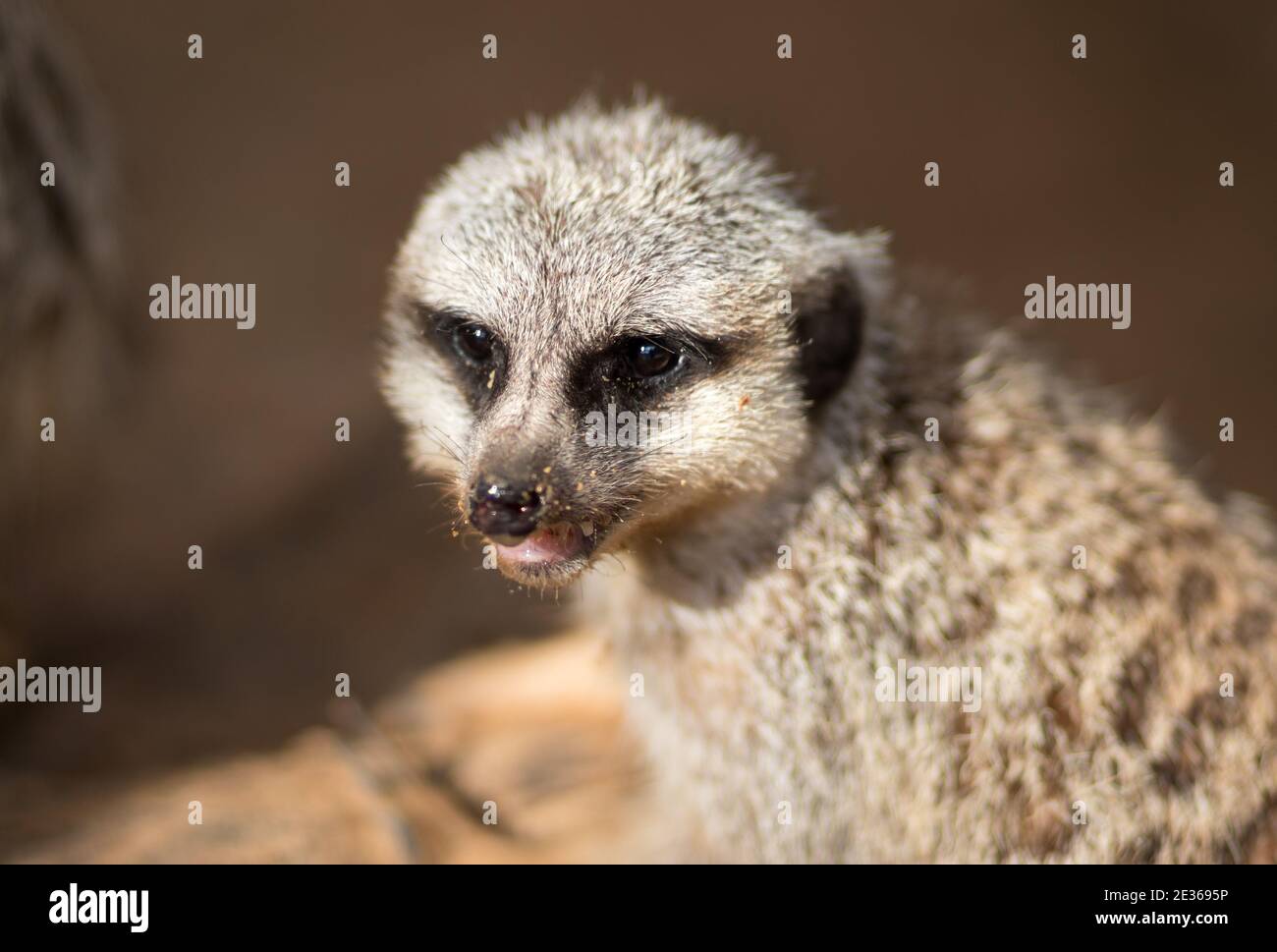 Close-up image of meerkat, blurred background Stock Photo