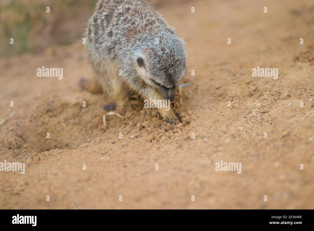 Surikata digs in desert sand to find food, blurred background Stock Photo