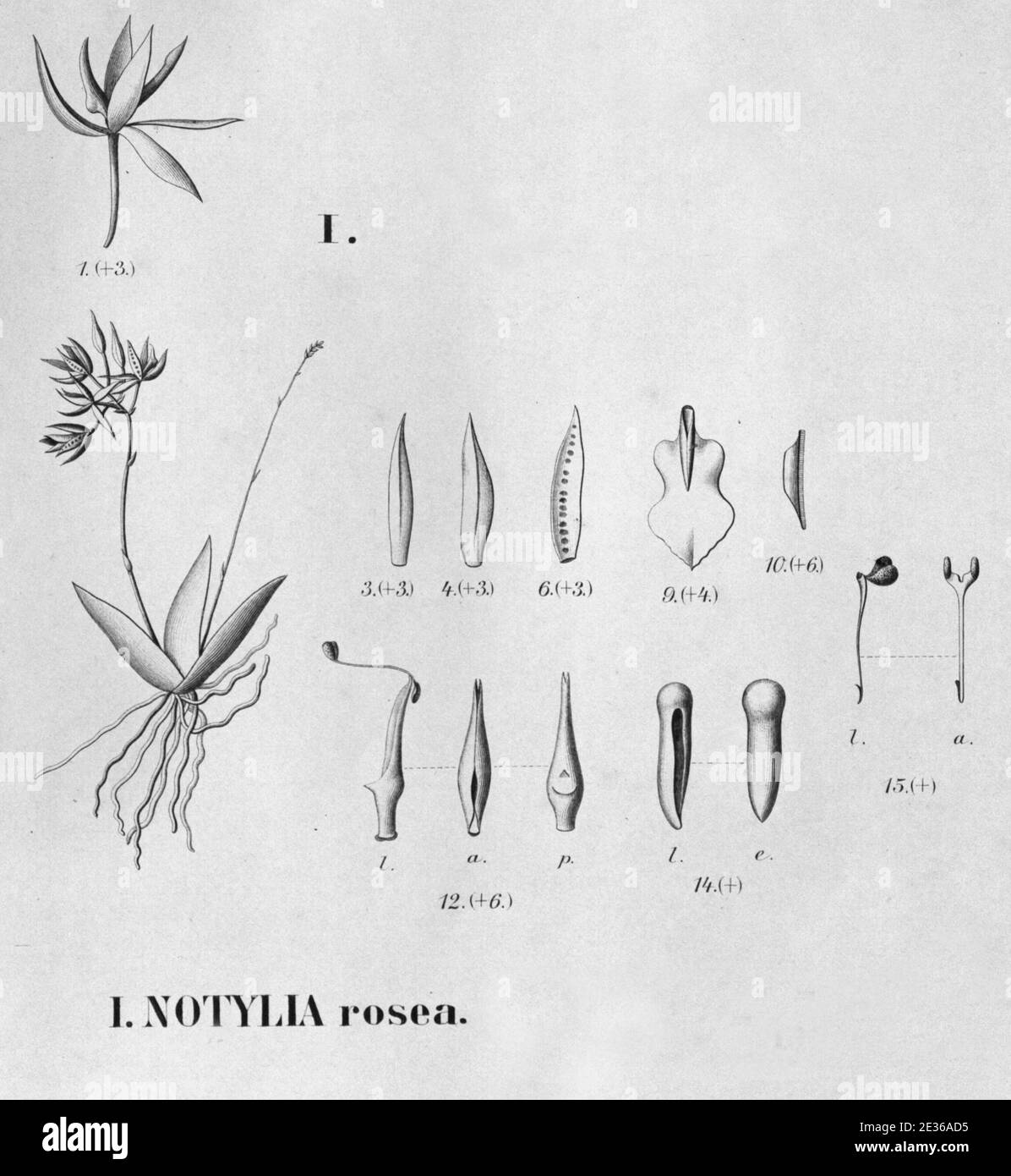 Macroclinium roseum (as Notylia rosea) - Rodriguezia sticta (as Rodriguezia maculata) - Fl.Br.3-6-31 - cropped 1. Stock Photo