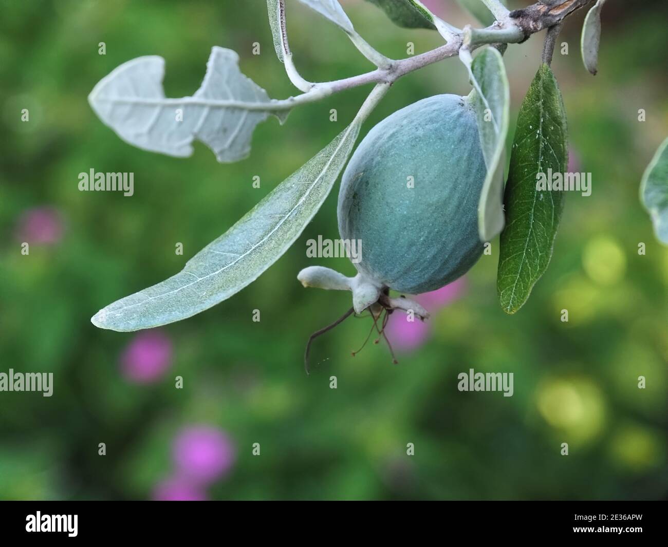 Macro of pineapple guava tree with fruits Stock Photo Alamy