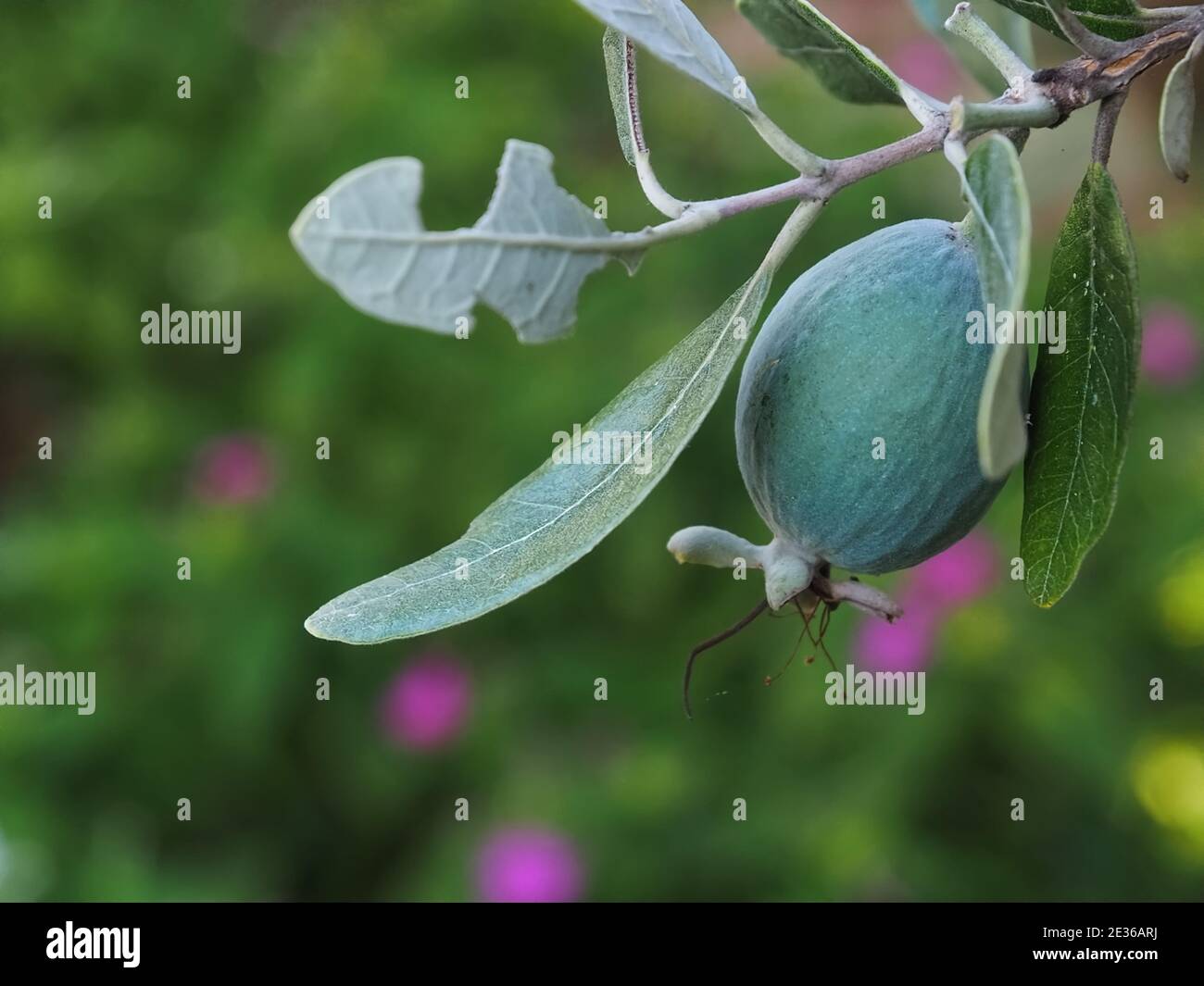 Macro of pineapple guava tree with fruits Stock Photo Alamy