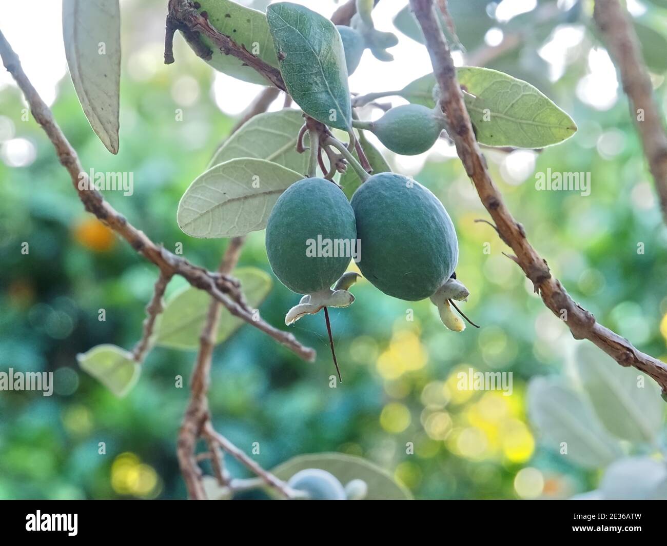 Macro of pineapple guava tree with fruits Stock Photo Alamy