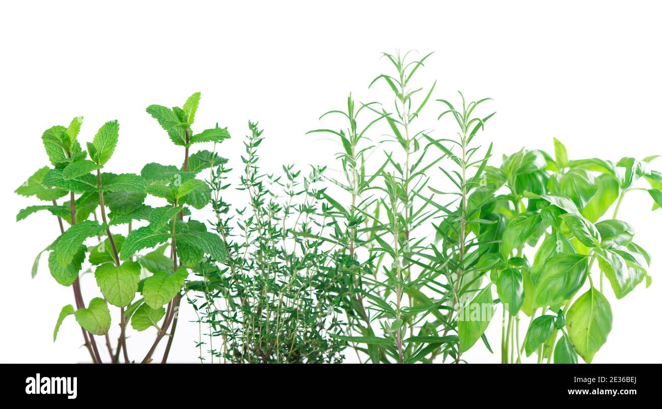 Fresh green kitchen herbs isolated over white background Stock Photo Alamy
