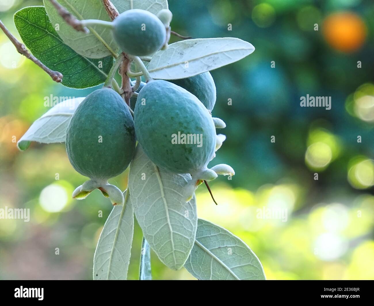 Macro of pineapple guava tree with fruits Stock Photo Alamy