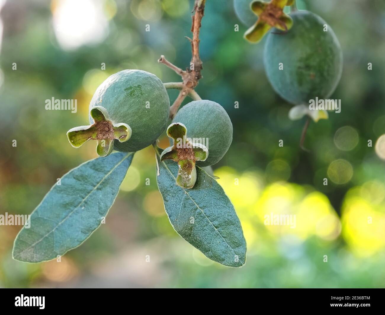 Macro of pineapple guava tree with fruits Stock Photo Alamy