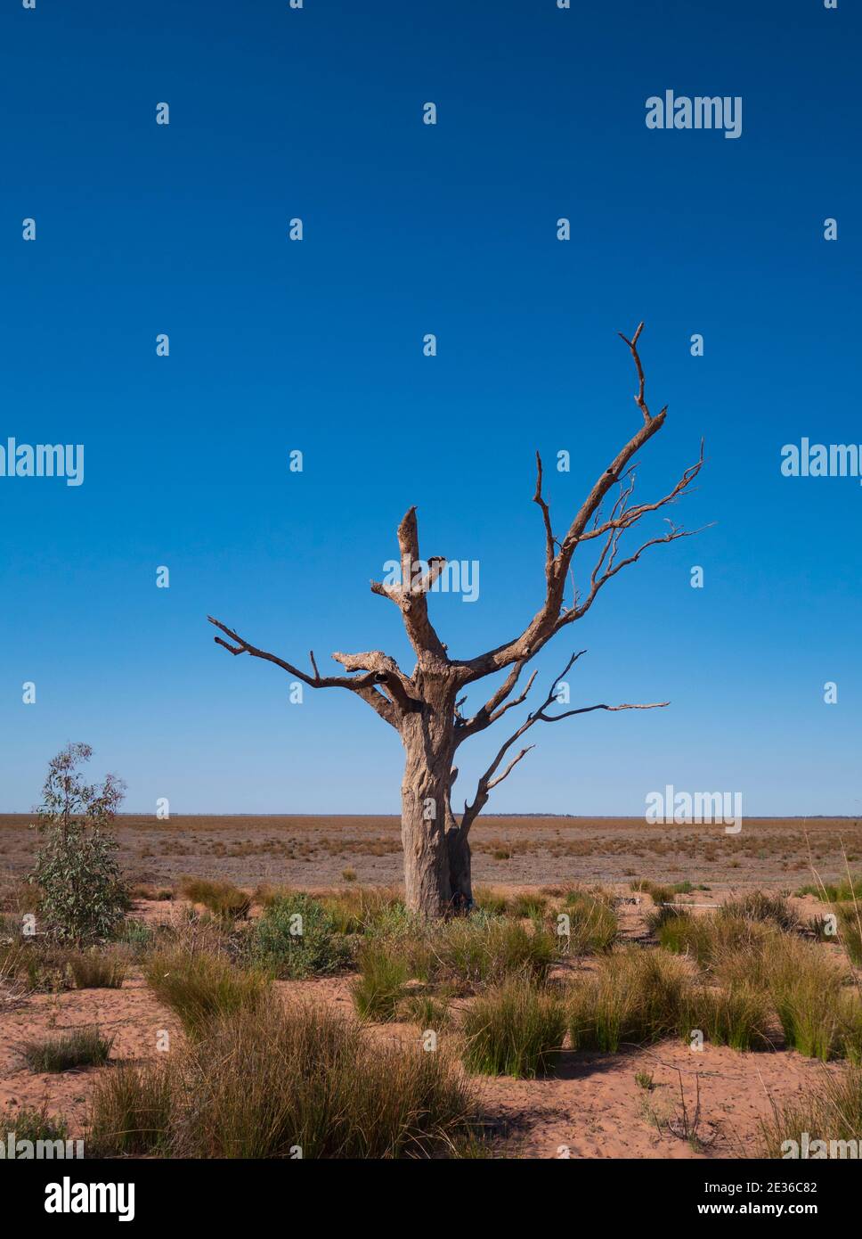 Dead tree trunks on the edge of the dried up Menindee Lake in outback Western New South Wales.  The lakes are dry to drought.   Minindee, New South Wa Stock Photo