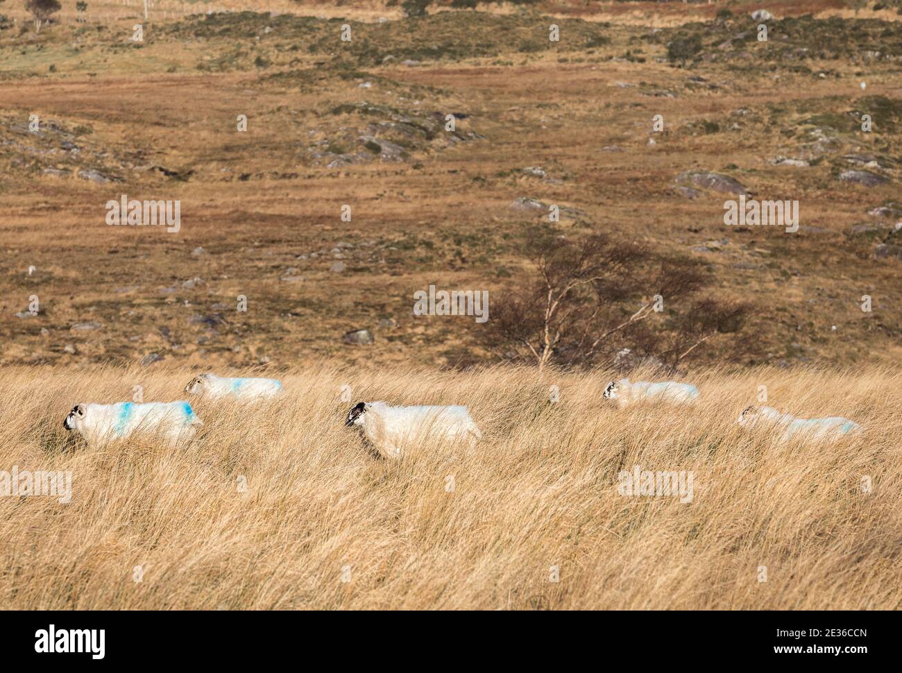 Healy Pass, Cork, Ireland. 16th January, 2021. Sheep slowly make their way through the long grass on the Healy Pass in West Cork, Ireland. - Credit; David Creedon / Alamy Live News Stock Photo