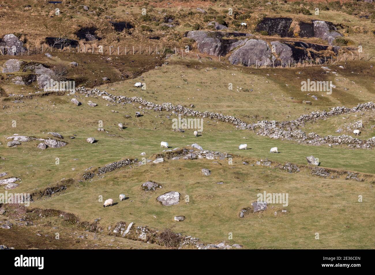Healy Pass, Cork, Ireland. 16th January, 2021. Sheep graze on a mountain side in West Cork, Ireland. - Credit; David Creedon / Alamy Live News Stock Photo