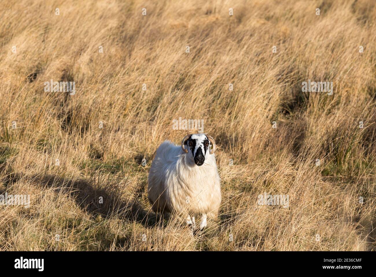 Healy Pass, Cork, Ireland. 16th January, 2021. A lone sheep wanders through the Healy Pass in West Cork, Ireland.- Credit; David Creedon / Alamy Live News Stock Photo