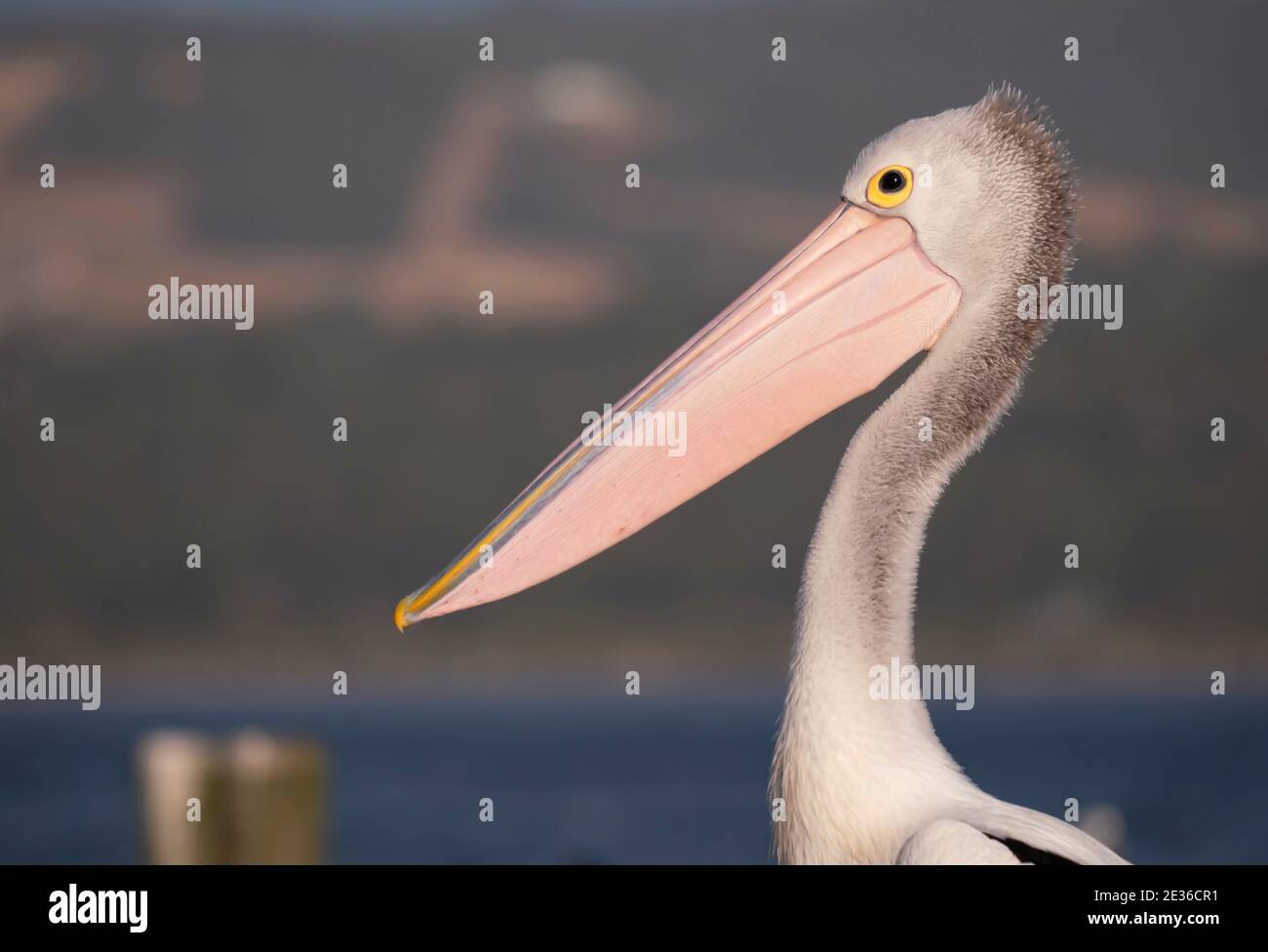 An Australian pelican, Pelecanus conspicillatus, sitting on a jetty with other sea birds and seagulls at Oyster Harbour, Albany Western Australia.  Fa Stock Photo