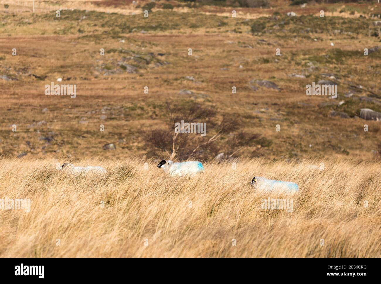 Healy Pass, Cork, Ireland. 16th January, 2021. Sheep slowly make their way through the long grass on the Healy Pass in West Cork, Ireland. - Credit; David Creedon / Alamy Live News Stock Photo