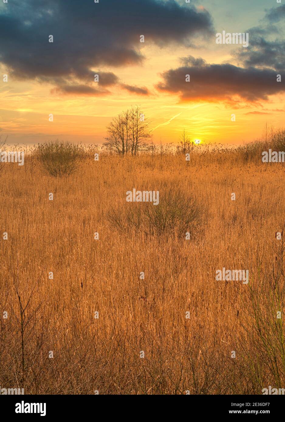 Marsh With Reeds A view of a marsh filled with reeds by a lake with an amazing sunset in ...
