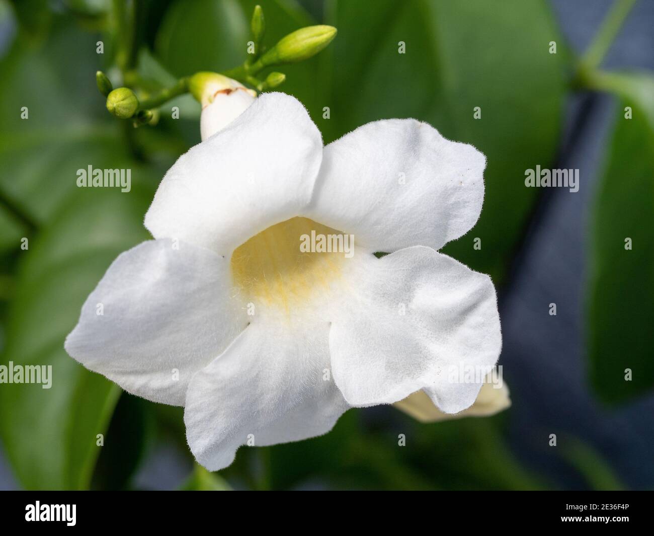 Delicate white flower with Creamy yellow throat, pandorea jasminoides