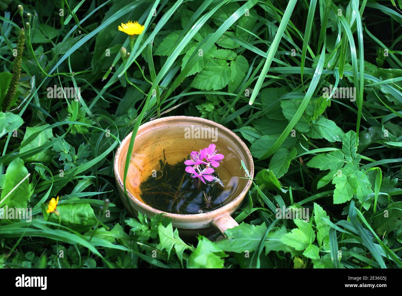 Natural herbal tea with medical fireweed fresh purple flowers and leaves in ceramic cup on green summer grass. Stock Photo