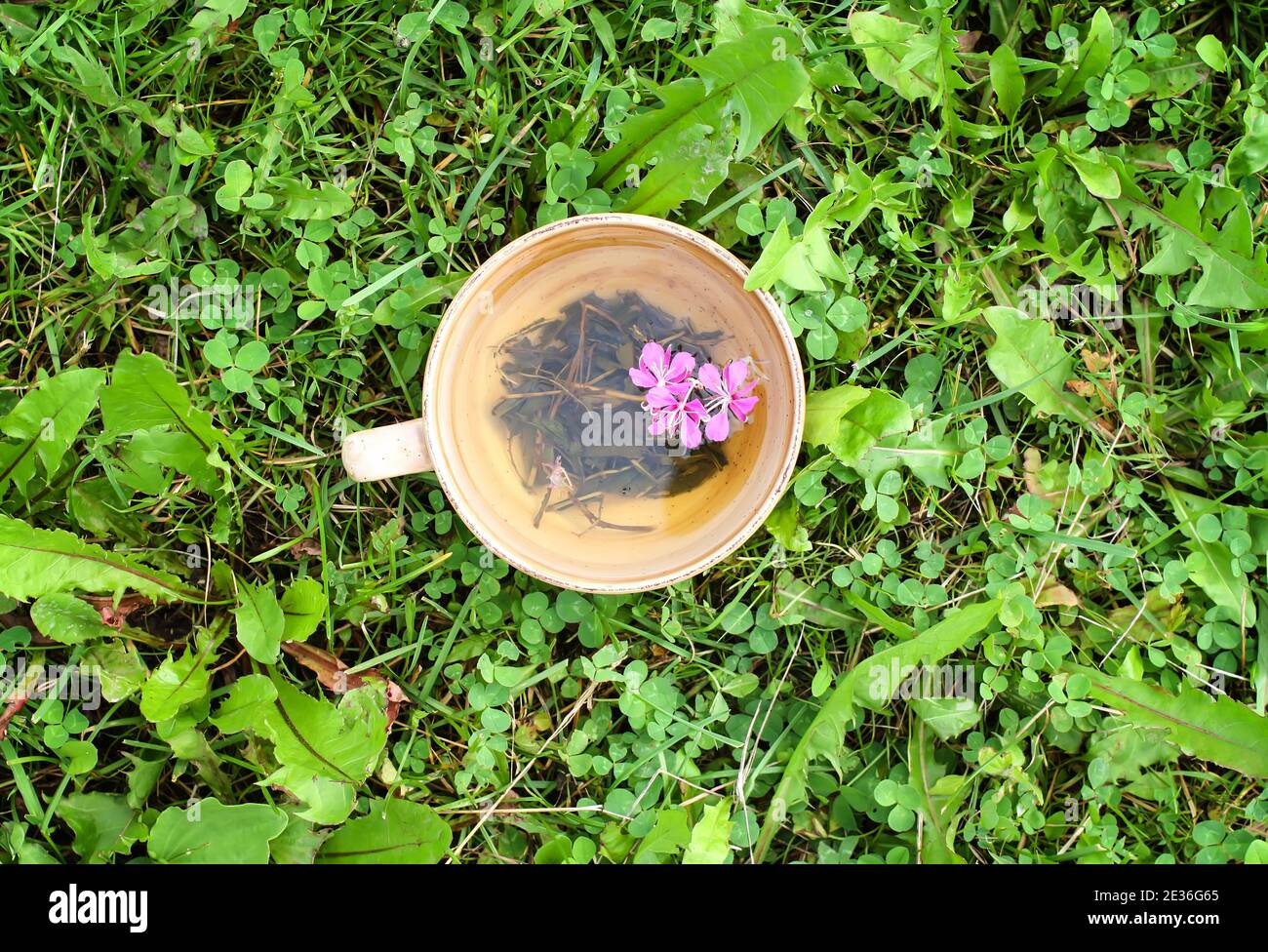 Natural herbal tea with medical fireweed fresh purple flowers and leaves in ceramic cup on green summer grass. Stock Photo