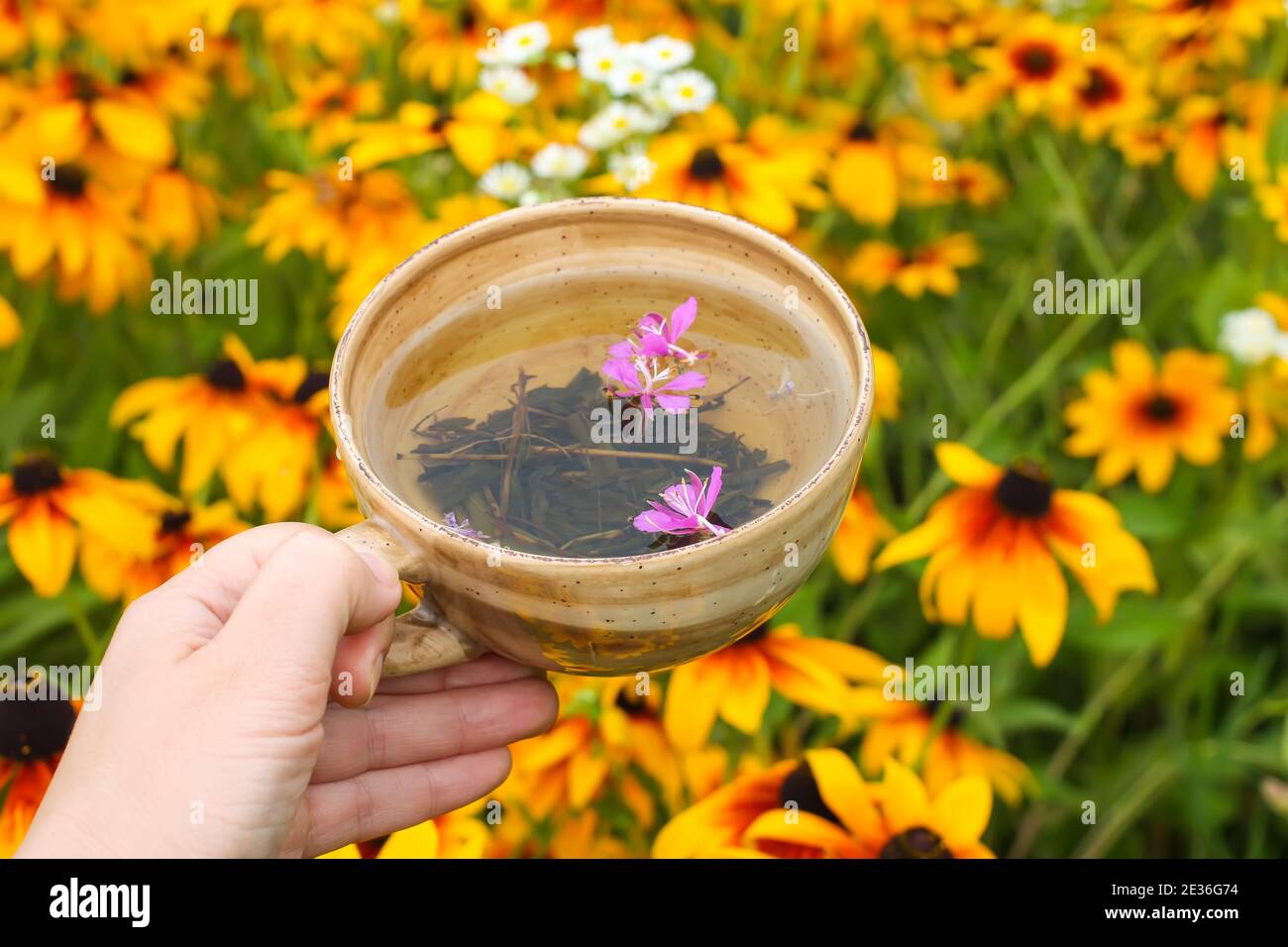 Natural herbal tea with purple flowers of fireweed plant in ceramic cup in a hand on summer rudbeckia flowers background. Stock Photo