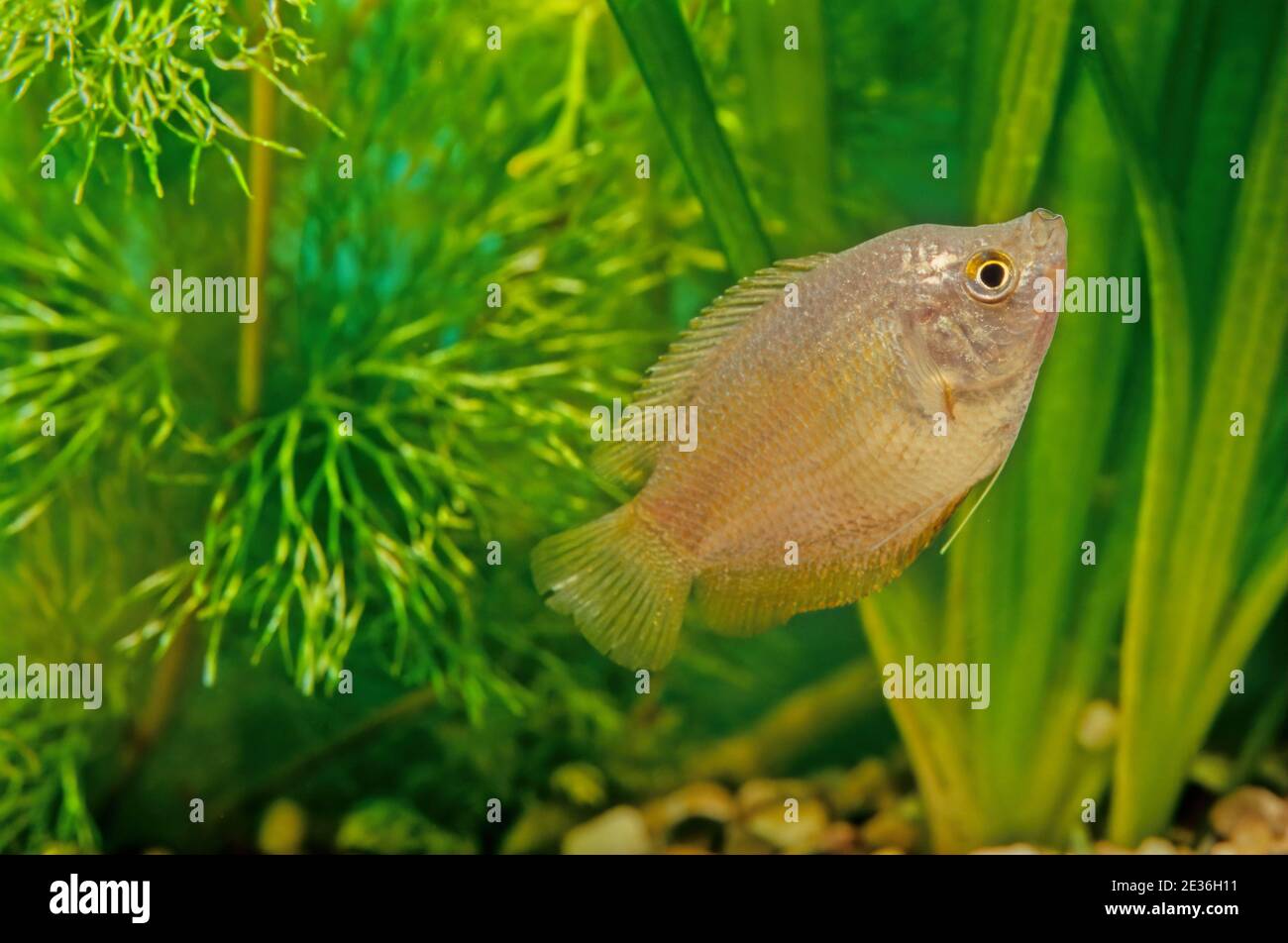 The dwarf gourami (Trichogaster lalius) is a species of gourami native to South Asia. Stock Photo