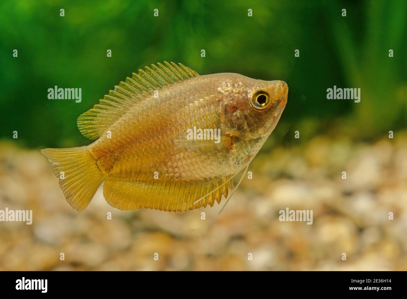 The dwarf gourami (Trichogaster lalius) is a species of gourami native to South Asia. Stock Photo