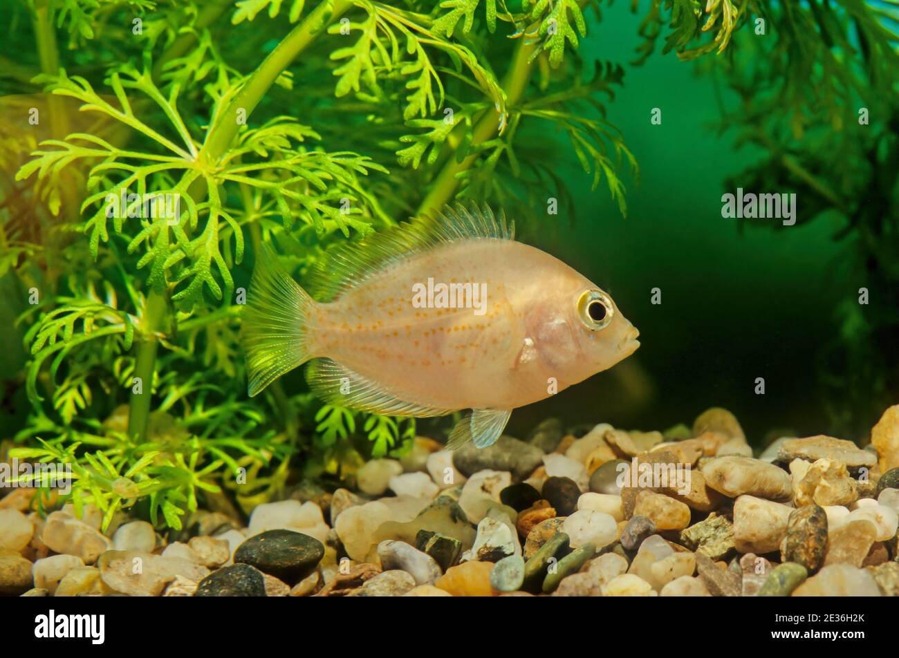 The orange chromide (Etroplus maculatus) is a species of cichlid fish that is endemic to freshwater and brackish streams, lagoons and estuaries in sou Stock Photo