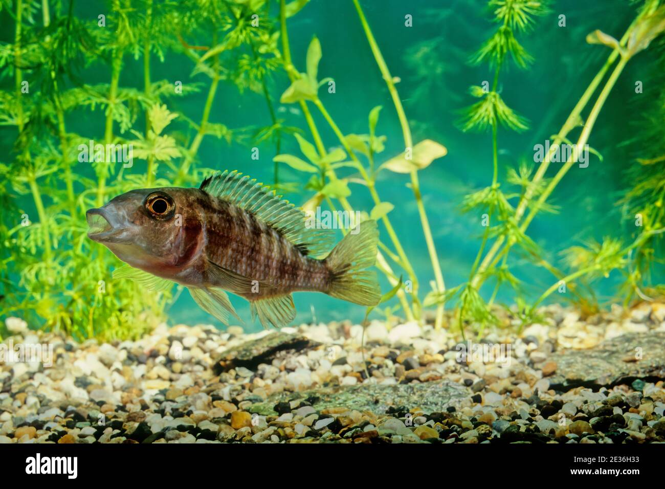 Deep water hap hi-res stock photography and images - Alamy