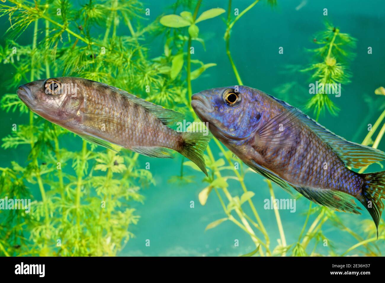 Placidochromis electra ou electra ou encore cichlidae electra (Anciennement, mais encore communément Haplochromis electra) est une espèce de poisson d Stock Photo