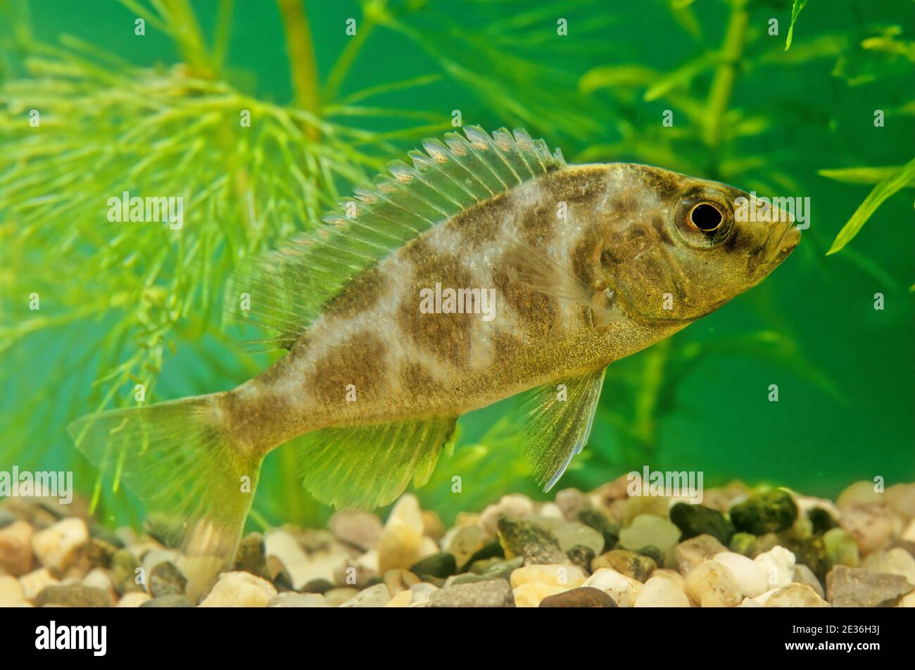 Nimbochromis venustus, commonly called venustus hap or giraffe hap, is a Haplochromine cichlid endemid to Lake Malawi in Africa. It prefers the deeper Stock Photo