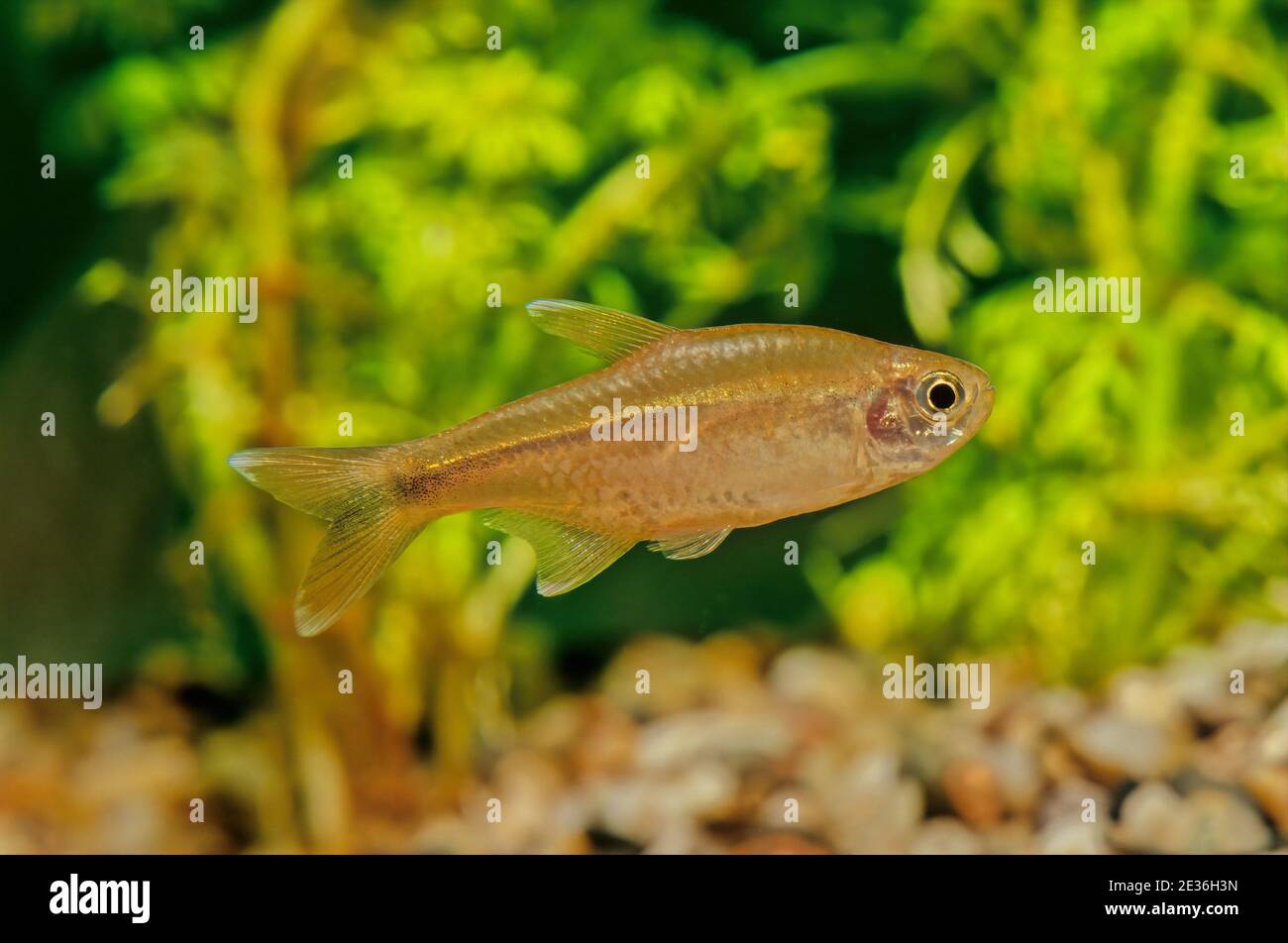 Silvertip tetra (Hasemania nana) is a species of characid freshwater fish native to streams and creeks in the São Francisco basin in Brazil, but frequ Stock Photo