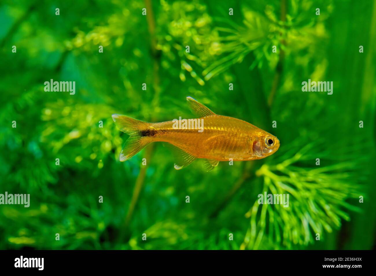 Silvertip tetra (Hasemania nana) is a species of characid freshwater fish native to streams and creeks in the São Francisco basin in Brazil, but frequ Stock Photo