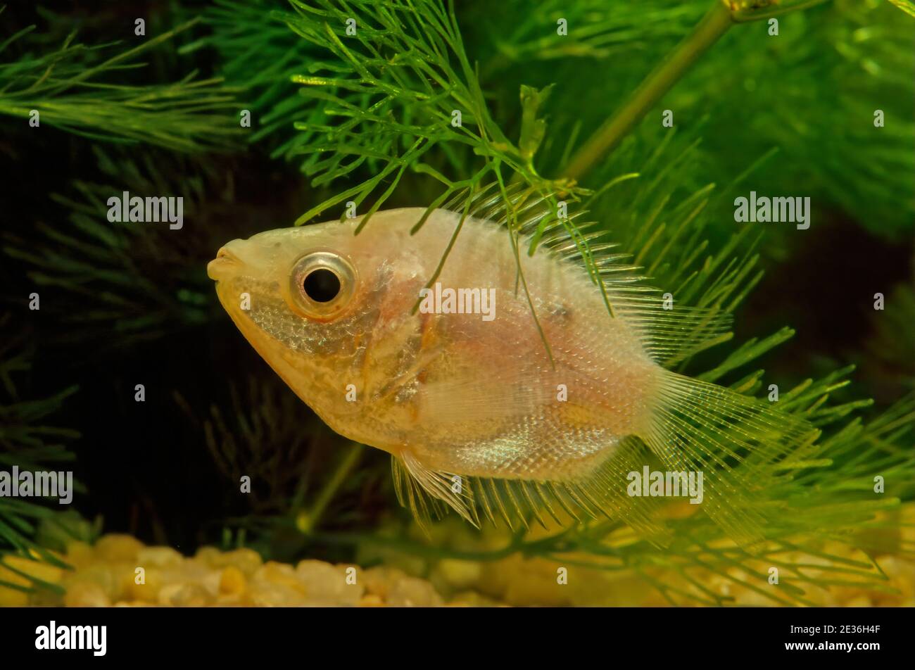 Kissing gouramis, also known as kissing fish or kissers (Helostoma temminckii), are medium-sized tropical freshwater fish comprising the monotypic lab Stock Photo